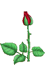 rose1__bloomingA[1].gif (21302 bytes)